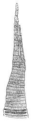 Dicranella schreberiana, peristome tooth, outer surface showing trabeculae and striolations. Drawn from J.T. Linzey 3145, CHR 532366.
 Image: R.C. Wagstaff © Landcare Research 2018 